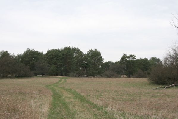 Moravský Svätý Ján, 7.4.2018
Bôrová - duny v záplavovém území řeky Moravy. Pohled od východu.
Klíčová slova: Moravský Svätý Ján Bôrová