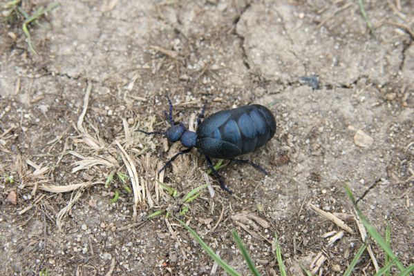 Moravský Svätý Ján, 7.4.2018
Bôrová - duny v záplavovém území řeky Moravy. Majka Meloe proscarabeus.
Klíčová slova: Moravský Svätý Ján Bôrová