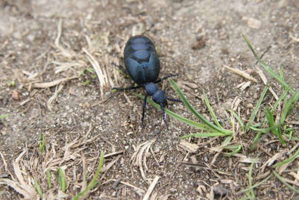 Moravský Svätý Ján, 7.4.2018
Bôrová - duny v záplavovém území řeky Moravy. Majka Meloe proscarabeus.
Schlüsselwörter: Moravský Svätý Ján Bôrová