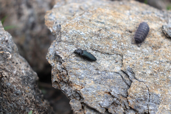 Termignon, Mont-Cenis, Ouillon des Arcellins, 20.6.2023
Západní svah hory Ouillon des Arcellins, 2350-2500m. Kovařík Selatosomus melancholicus. 
Mots-clés: France Savoie Termignon Mont-Cenis Ouillon des Arcellins Selatosomus melancholicus