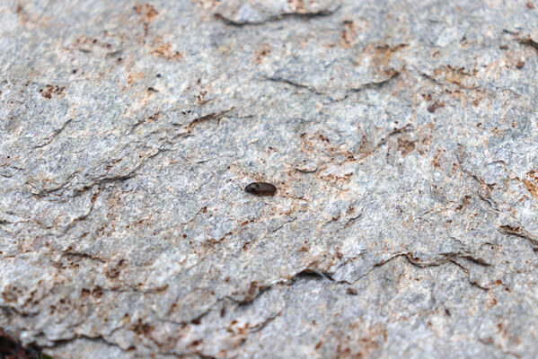 Termignon, Mont-Cenis, Ouillon des Arcellins, 20.6.2023
Západní svah hory Ouillon des Arcellins, 2350-2500m. Kovařík Hypnoidus consobrinus.
Schlüsselwörter: France Savoie Termignon Mont-Cenis Ouillon des Arcellins Hypnoidus consobrinus