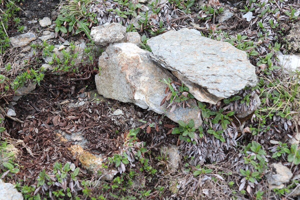 Termignon, Mont-Cenis, Ouillon des Arcellins, 20.6.2023
Západní svah hory Ouillon des Arcellins, 2350-2500m. Biotop kovaříka Hypnoidus consobrinus.
Klíčová slova: France Savoie Termignon Mont-Cenis Ouillon des Arcellins Hypnoidus consobrinus