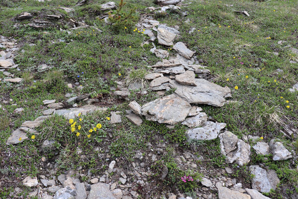 Termignon, Mont-Cenis, Ouillon des Arcellins, 20.6.2023
Západní svah hory Ouillon des Arcellins, 2350-2500m. Biotop kovaříka Selatosomus melancholicus.
Keywords: France Savoie Termignon Mont-Cenis Ouillon des Arcellins Selatosomus melancholicu