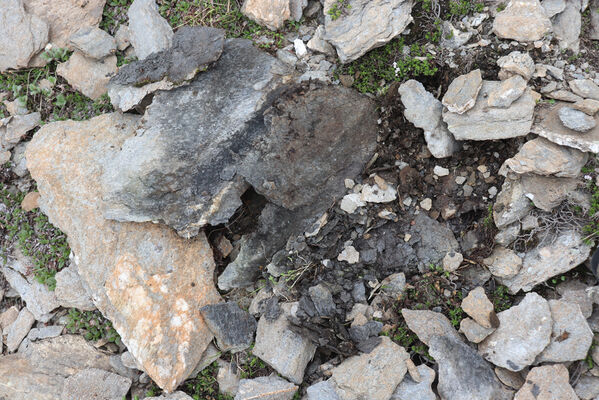 Termignon, Mont-Cenis, Ouillon des Arcellins, 20.6.2023
Západní svah hory Ouillon des Arcellins, 2350-2500m. Biotop kovaříka Berninelsonius hyperboreus.
Schlüsselwörter: France Savoie Termignon Mont-Cenis Ouillon des Arcellins Berninelsonius hyperboreus