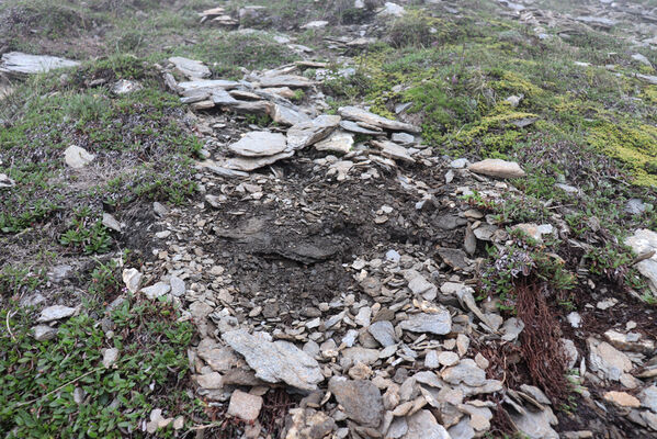 Termignon, Mont-Cenis, Ouillon des Arcellins, 20.6.2023
Západní svah hory Ouillon des Arcellins, 2350-2500m. Biotop kovaříka Berninelsonius hyperboreus.
Schlüsselwörter: France Savoie Termignon Mont-Cenis Ouillon des Arcellins Berninelsonius hyperboreus