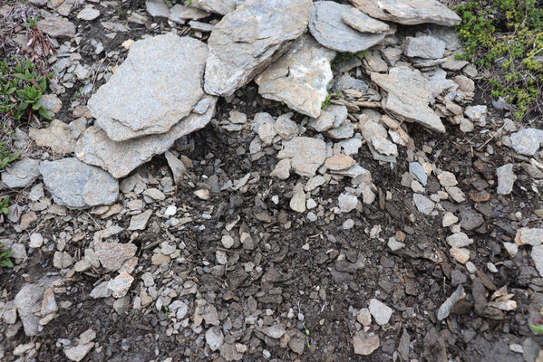 Termignon, Mont-Cenis, Ouillon des Arcellins, 20.6.2023
Západní svah hory Ouillon des Arcellins, 2350-2500m. Biotop kovaříka Berninelsonius hyperboreus.
Schlüsselwörter: France Savoie Termignon Mont-Cenis Ouillon des Arcellins Berninelsonius hyperboreus