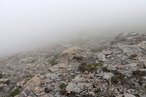 Termignon, Mont-Cenis, Ouillon des Arcellins, 20.6.2023
Západní svah hory Ouillon des Arcellins, 2350-2500m. Biotop kovaříka Berninelsonius hyperboreus.
Mots-clés: France Savoie Termignon Mont-Cenis Ouillon des Arcellins Berninelsonius hyperboreus