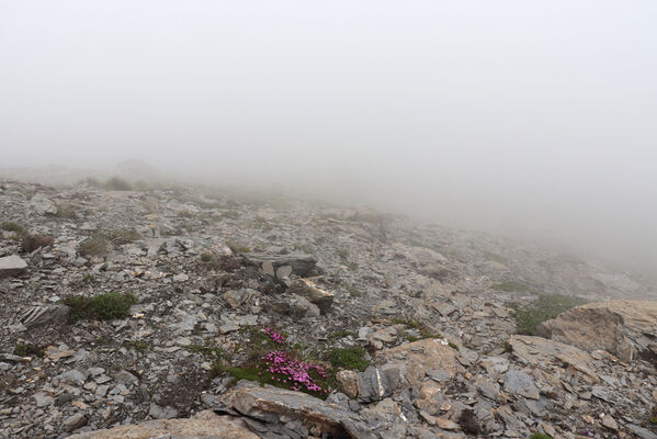 Termignon, Mont-Cenis, Ouillon des Arcellins, 20.6.2023
Západní svah hory Ouillon des Arcellins, 2350-2500m. Biotop kovaříka Berninelsonius hyperboreus.
Schlüsselwörter: France Savoie Termignon Mont-Cenis Ouillon des Arcellins Berninelsonius hyperboreus