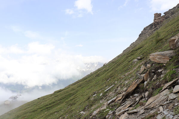 Termignon, Mont-Cenis, Ouillon des Arcellins, 20.6.2023
Západní svah hory Ouillon des Arcellins, 2350-2500m.
Mots-clés: France Savoie Termignon Mont-Cenis Ouillon des Arcellins