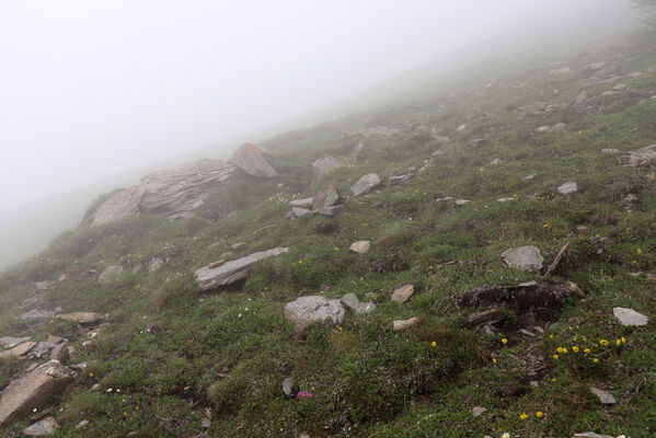 Termignon, Mont-Cenis, Ouillon des Arcellins, 20.6.2023
Západní svah hory Ouillon des Arcellins, 2350-2500m. Biotop kovaříka Selatosomus melancholicus.
Keywords: France Savoie Termignon Mont-Cenis Ouillon des Arcellins Selatosomus melancholicus