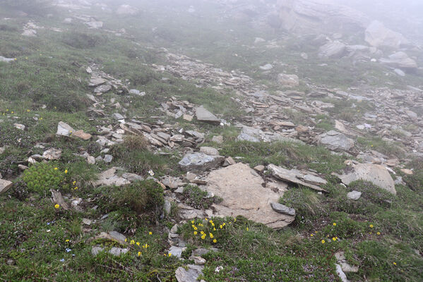 Termignon, Mont-Cenis, Ouillon des Arcellins, 20.6.2023
Západní svah hory Ouillon des Arcellins, 2350-2500m. Biotop kovaříka Selatosomus melancholicus.
Schlüsselwörter: France Savoie Termignon Mont-Cenis Ouillon des Arcellins Selatosomus melancholicus