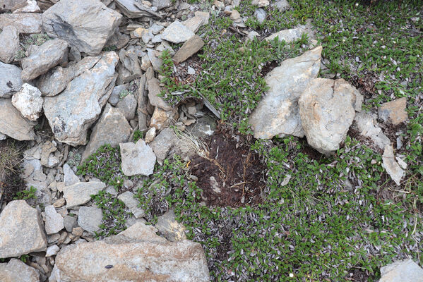 Termignon, Mont-Cenis, Ouillon des Arcellins, 20.6.2023
Západní svah hory Ouillon des Arcellins, 2350-2500m. Biotop kovaříka Selatosomus melancholicus.
Mots-clés: France Savoie Termignon Mont-Cenis Ouillon des Arcellins Selatosomus melancholicus