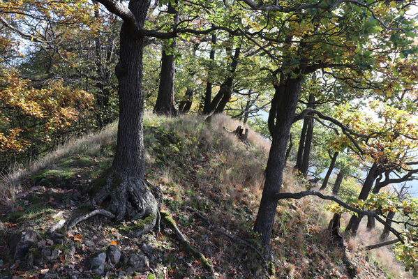 Liběšice, 17.10.2022
Vrch Malé Sedlo - vrchol.
Klíčová slova: České Středohoří Liběšice vrch Malé Sedlo