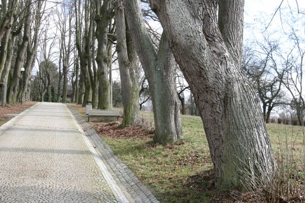 Moravská Třebová, 26.2.2016
Křížový vrch – Kalvárie. Lipová alej nad schody mrtvých.



Klíčová slova: Moravská Třebová Křížový vrch krasec lipový Lamprodila rutilans