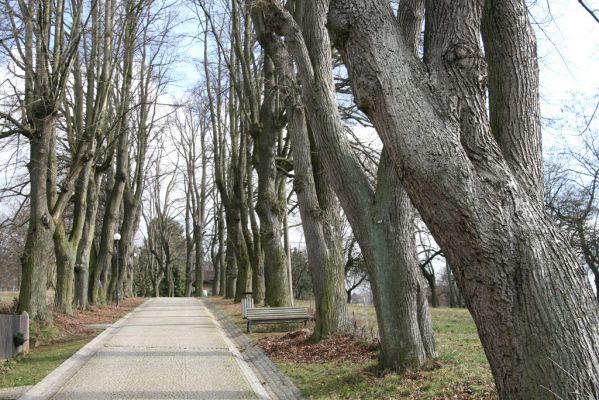 Moravská Třebová, 26.2.2016
Křížový vrch – Kalvárie. Lipová alej nad schody mrtvých.



Klíčová slova: Moravská Třebová Křížový vrch krasec lipový Lamprodila rutilans