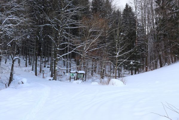 Machov, 22.1.2022
Údolí Borského potoka - pod Borem.
Klíčová slova: Machov Borský potok údolí Pod Borem