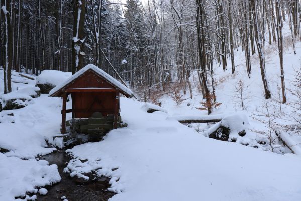 Machov, 22.1.2022
Údolí Borského potoka - studánka Pod Borem.
Klíčová slova: Machov Borský potok údolí Farní stráň studánka Pod Borem