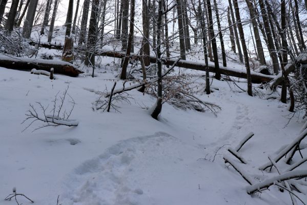 Machov, 22.1.2022
Údolí Borského potoka - Farní stráň.
Klíčová slova: Machov Borský potok údolí Farní stráň