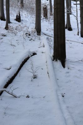 Machov, 22.1.2022
Údolí Borského potoka - Farní stráň.
Klíčová slova: Machov Borský potok údolí Farní stráň
