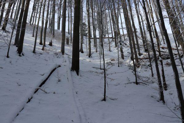 Machov, 22.1.2022
Údolí Borského potoka - Farní stráň.
Klíčová slova: Machov Borský potok údolí Farní stráň