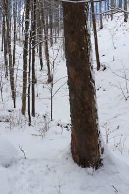 Machov, 22.1.2022
Údolí Borského potoka, 555m. Biotop druhu Phloeostichus denticollis.
Klíčová slova: Machov Borský potok údolí Phloeostichus denticollis