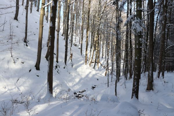 Machov, 22.1.2022
Údolí Borského potoka -Farní stráň.
Schlüsselwörter: Machov Borský potok údolí Farní stráň
