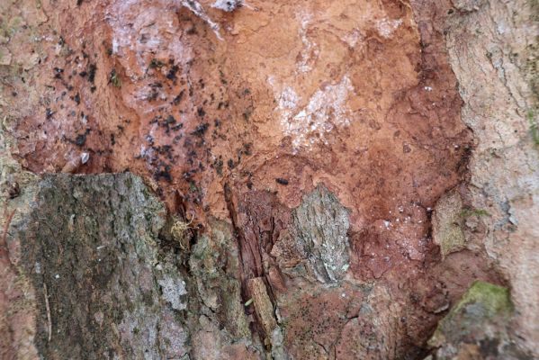 Machov, 22.1.2022
Údolí Borského potoka, 590m - Phloeostichus denticollis.
Klíčová slova: Machov Borský potok údolí Phloeostichus denticollis