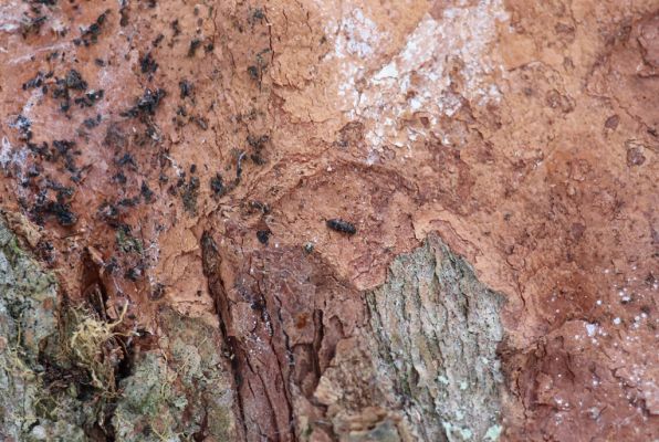 Machov, 22.1.2022
Údolí Borského potoka, 590m - Phloeostichus denticollis.
Klíčová slova: Machov Borský potok údolí Phloeostichus denticollis