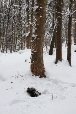 Machov, 22.1.2022
Údolí Borského potoka, 590m. Biotop druhu Phloeostichus denticollis.
Klíčová slova: Machov Borský potok údolí Phloeostichus denticollis