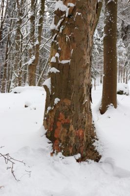 Machov, 22.1.2022
Údolí Borského potoka, 590m. Biotop druhu Phloeostichus denticollis.
Klíčová slova: Machov Borský potok údolí Phloeostichus denticollis