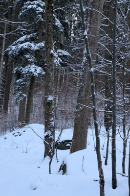 Machov, 22.1.2022
Údolí Borského potoka, 590m.
Klíčová slova: Machov Borský potok údolí Phloeostichus denticollis