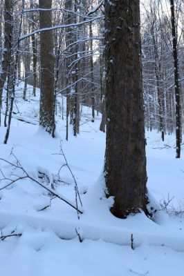 Machov, 22.1.2022
Údolí Borského potoka, 590m.
Klíčová slova: Machov Borský potok údolí Phloeostichus denticollis
