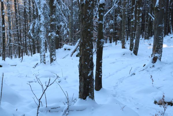 Machov, 22.1.2022
Údolí Borského potoka, prameniště, 655m.
Schlüsselwörter: Machov Borský potok prameniště Phloeostichus denticollis