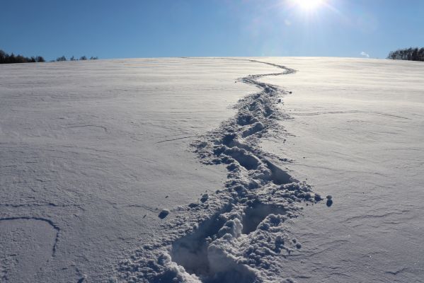 Bukowina Kłodzka, 22.1.2022
Od Bukowiny Kłodzke k české hranici.
Keywords: Bukowina Kłodzka