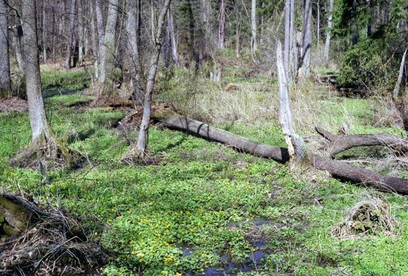 Majdalena, Nová řeka, 4.4.2002
Lužní les u Novořecké Bašty. 

Keywords: Majdalena Nová řeka Novořecká Bašta\