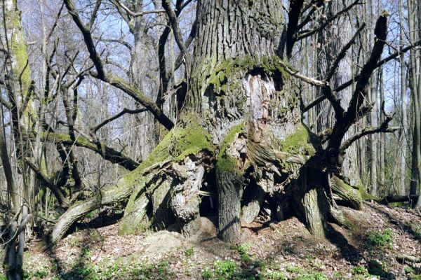 Majdalena, Nová řeka, 4.4.2002
Lužní les u Novořecké Bašty. Boubínský "chůdový" smrk zná každý, ale Novořecký "chůdový" dub viděl málokdo.

Mots-clés: Majdalena Nová řeka Novořecká Bašta