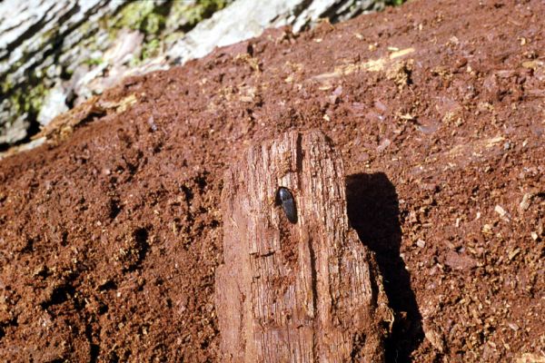 Majdalena, Nová řeka, 4.4.2002
Lužní les u Novořecké Bašty. Kovařík Ampedus brunnicornis v kukelní kolébce v trouchnivém dřevě dubu.


Klíčová slova: Majdalena Nová řeka Novořecká Bašta Ampedus brunnicornis