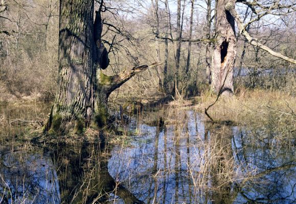 Majdalena, Nová řeka, 4.4.2002
Jarní záplava v lužním lese u Novořecké Bašty. 

Keywords: Majdalena Nová řeka Novořecká Bašta