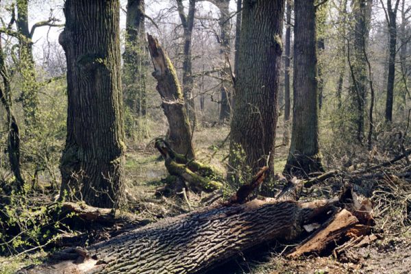 Majdalena, Nová řeka, 4.4.2002
Lužní les u Novořecké Bašty. 



Mots-clés: Majdalena Nová řeka Novořecká Bašta Ampedus brunnicornis cardinalis Elater ferrugineus Cardiophorus gramineus