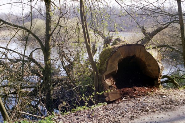 Majdalena, Nová řeka, 4.4.2002
Lužní les u Novořecké Bašty. V trouchu dutiny prastarého vyvráceného dubu jsem našel kovaříky Ampedus brunnicornis, A. cardinalis, Podeonius acuticornis a Crepidophorus mutilatus.



Mots-clés: Majdalena Nová řeka Novořecká Bašta Ampedus brunnicornis cardinalis Podeonius acuticornis Crepidophorus mutilatus