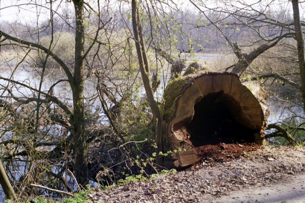 Majdalena, Nová řeka, 4.4.2002
Lužní les u Novořecké Bašty. V trouchu dutiny prastarého vyvráceného dubu jsem našel kovaříky Ampedus brunnicornis, A. cardinalis, Podeonius acuticornis a Crepidophorus mutilatus.



Klíčová slova: Majdalena Nová řeka Novořecká Bašta Ampedus brunnicornis cardinalis Podeonius acuticornis Crepidophorus mutilatus