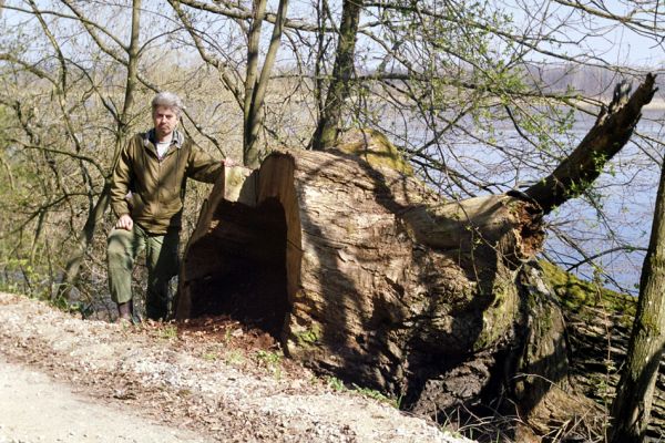 Majdalena, Nová řeka, 4.4.2002
Lužní les u Novořecké Bašty. V trouchu dutiny prastarého vyvráceného dubu jsem našel kovaříky Ampedus brunnicornis, A. cardinalis, Podeonius acuticornis a Crepidophorus mutilatus.
Klíčová slova: Majdalena Nová řeka Novořecká Bašta Ampedus brunnicornis cardinalis Podeonius acuticornis Crepidophorus mutilatus