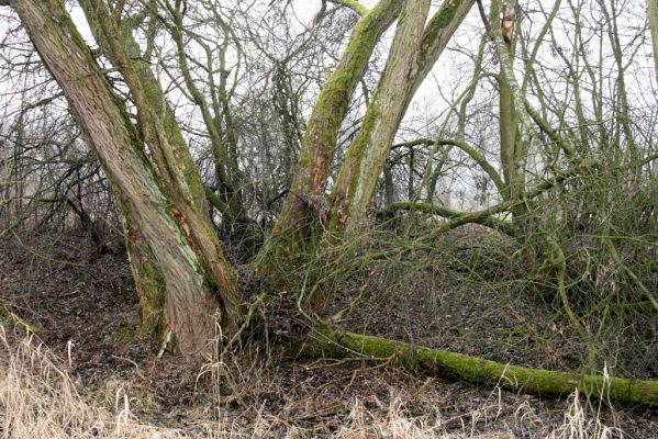 Náchod, Malé Poříčí, 13.2.2016
Vrbový háj podél železniční trati. Biotop kovaříka Calambus bipustulatus.



Klíčová slova: Náchod Malé Poříčí Calambus bipustulatus