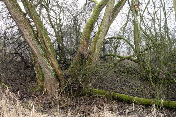 Náchod, Malé Poříčí, 13.2.2016
Vrbový háj podél železniční trati. Biotop kovaříka Calambus bipustulatus.



Keywords: Náchod Malé Poříčí Calambus bipustulatus