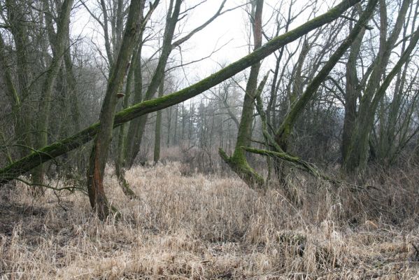 Náchod, Malé Poříčí, 13.2.2016
Vrbový háj podél železniční trati.


Keywords: Náchod Malé Poříčí Calambus bipustulatus Denticollis linearis