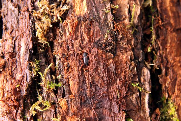 Náchod, Malé Poříčí, 13.2.2016
Vrba u železniční trati - kovařík Calambus bipustulatus v kukelní kolébce.
Klíčová slova: Náchod Malé Poříčí Calambus bipustulatus