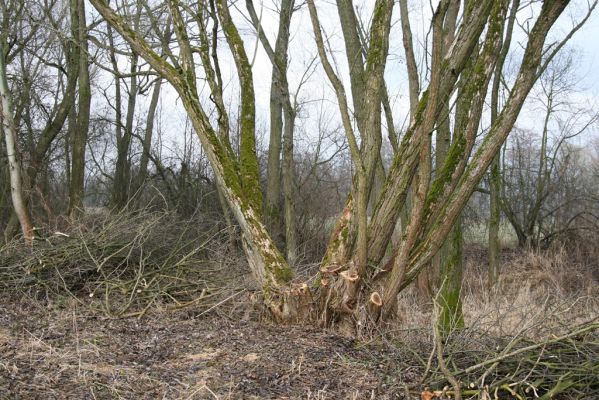 Náchod, Malé Poříčí, 13.2.2016
Vrbový háj podél železniční trati. Biotop kovaříka Calambus bipustulatus.



Klíčová slova: Náchod Malé Poříčí Calambus bipustulatus Denticollis linearis
