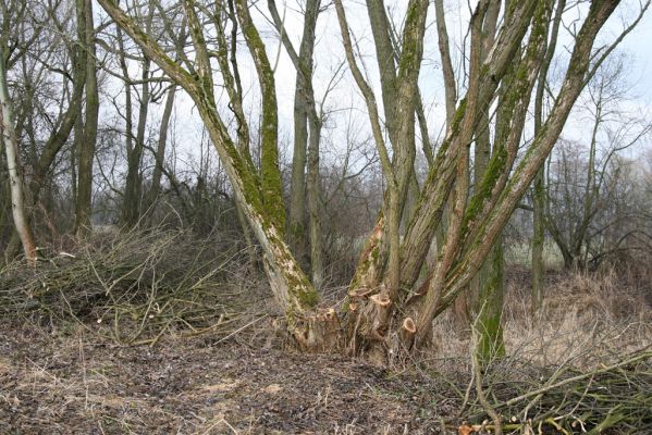 Náchod, Malé Poříčí, 13.2.2016
Vrbový háj podél železniční trati. Biotop kovaříka Calambus bipustulatus.



Mots-clés: Náchod Malé Poříčí Calambus bipustulatus Denticollis linearis