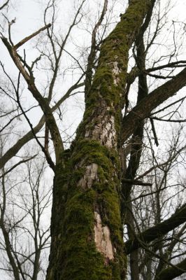 Náchod, Malé Poříčí, 13.2.2016
Vrbový háj podél železniční trati. Biotop kovaříka Calambus bipustulatus.



Klíčová slova: Náchod Malé Poříčí Calambus bipustulatus Denticollis linearis