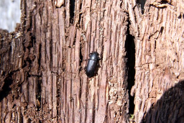 Malá Lehota, 22.5.2016
Hlboká dolina, vrch Kamenné vráta.
Keywords: Malá Lehota Hlboká dolina vrch Kamenné vráta Menephilus cylindricus